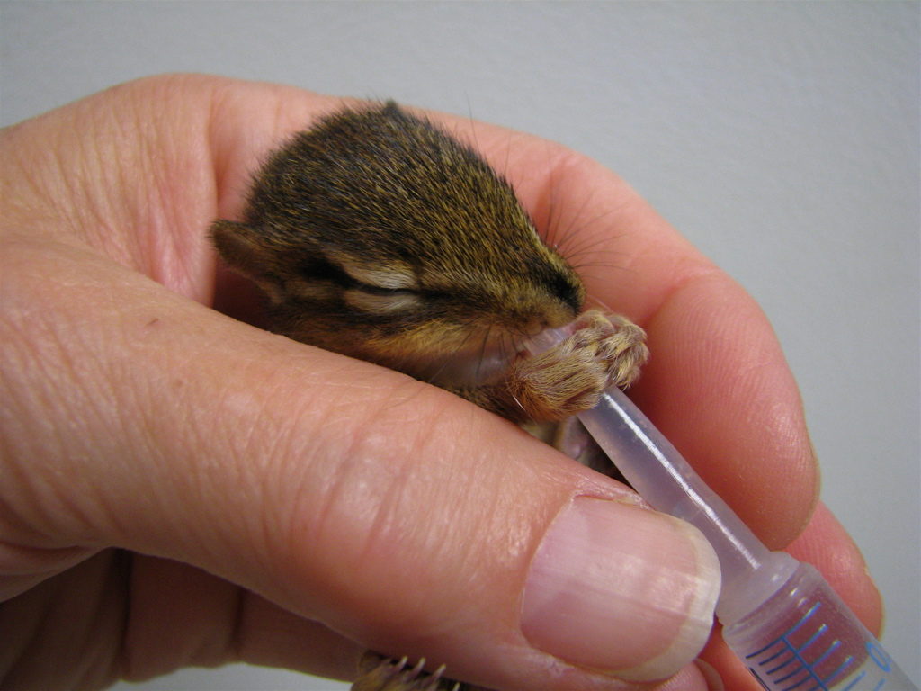 Hand holding a baby chipmunk as it's being fed through a tiny plastic syringe.