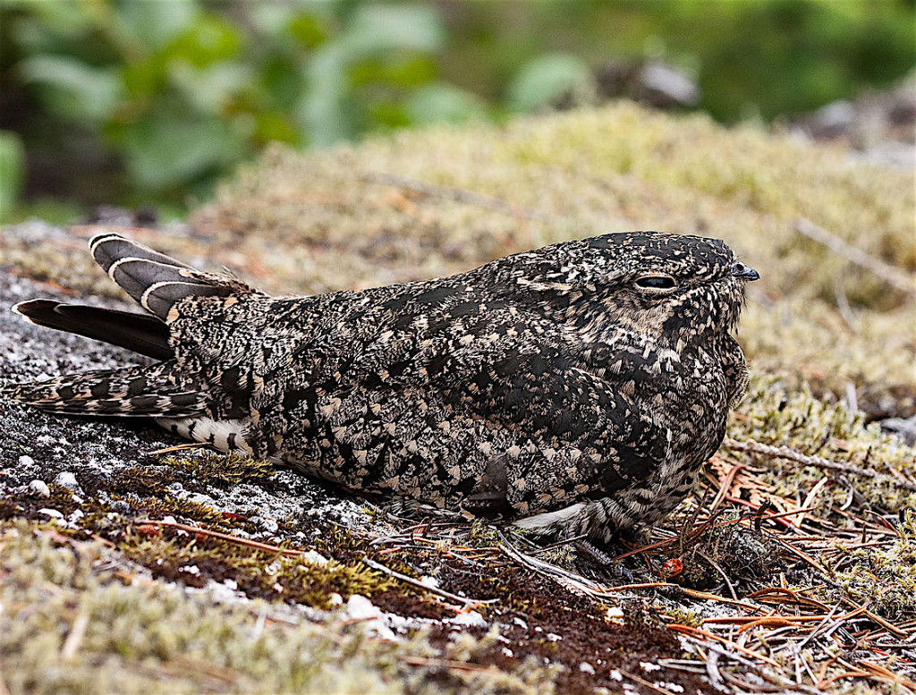 Common Poorwill, Phalaenoptilus nuttallii, lying on the ground.