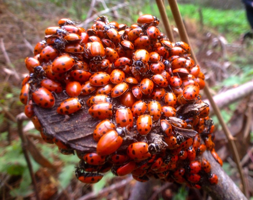 Large cluster of hibernating ladybird beetles, unidentified species. They survive freezing weather by hibernating.