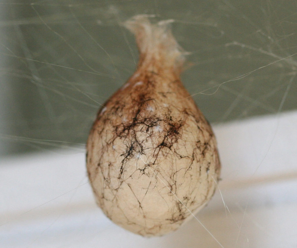 Egg sac of an orb-weaver spider.