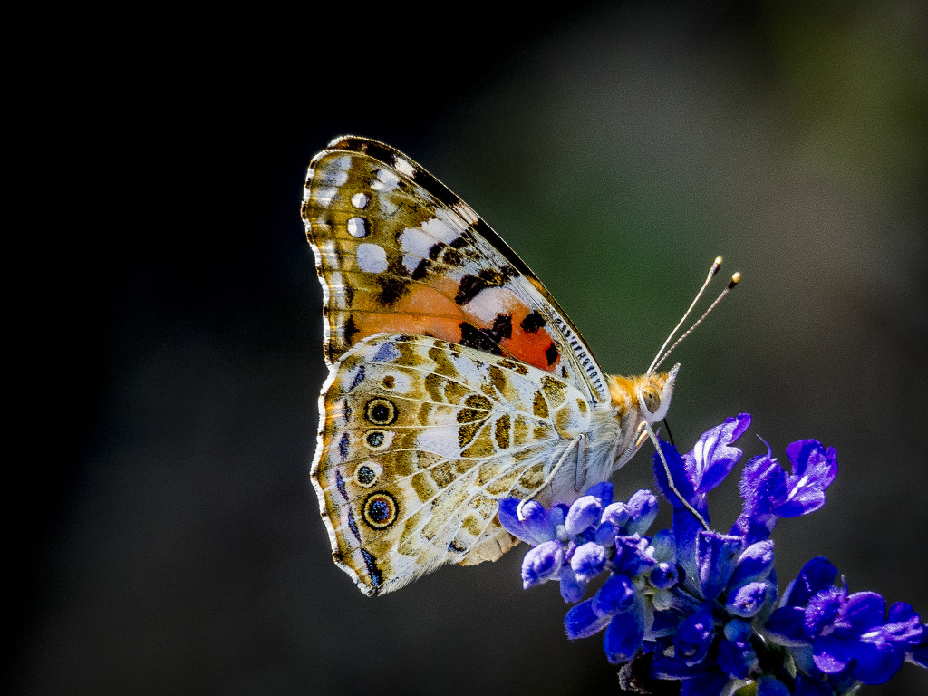 Painted Lady Butterfly (Vanessa cardui), a species that migrates periodically.