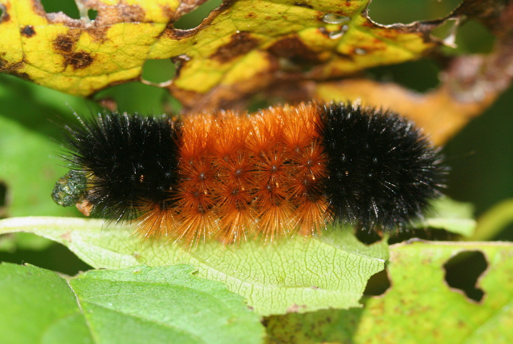 Isabella Tiger Moth (Pyrrharctia isabella), which hibernates as a caterpillar known as a Wooly Bear.