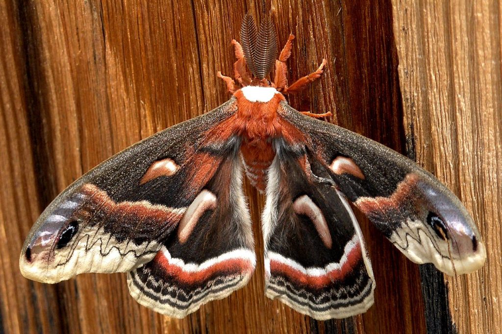 Cecropia Moth, Hyalophora cecropia, clinging to a vertical wood surface.