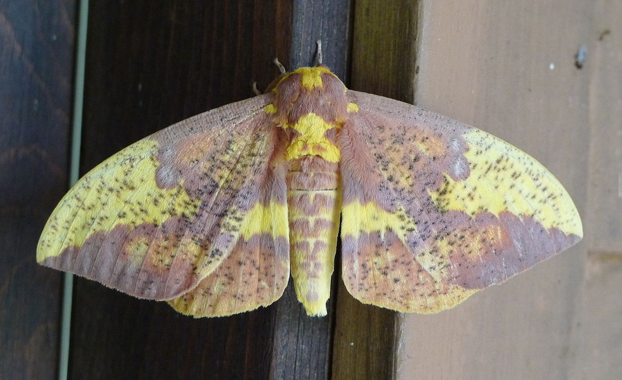 What's better than finding a rosy maple moth? Finding an eclipse of ro, Rosy  Maple Moth