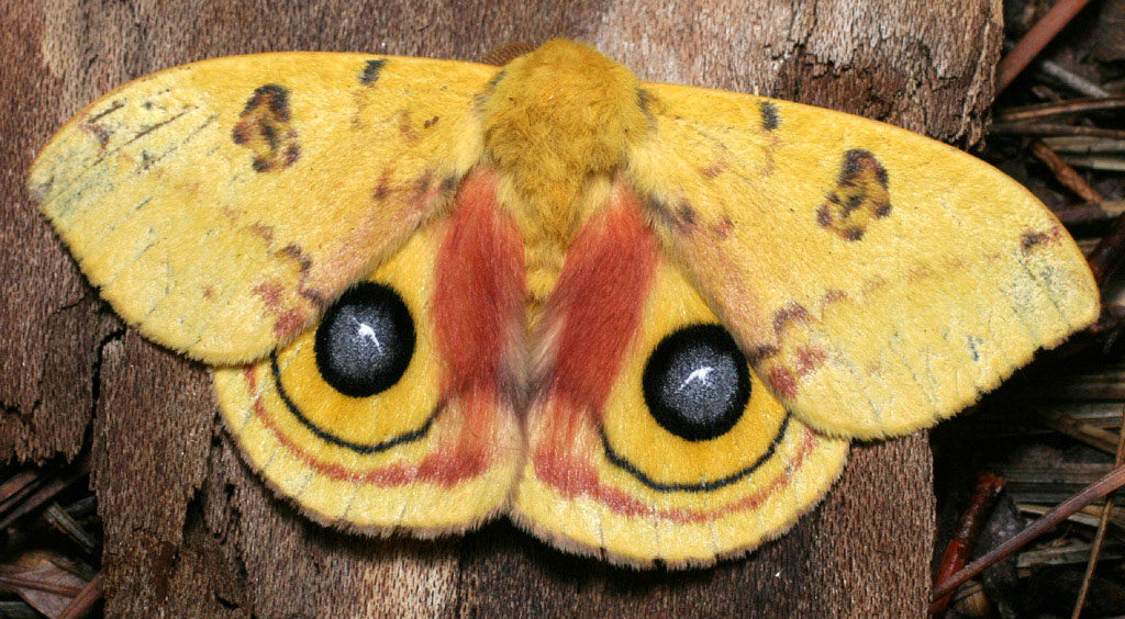 Io Moth, Automeris io, clinging vertically to a tree trunk.