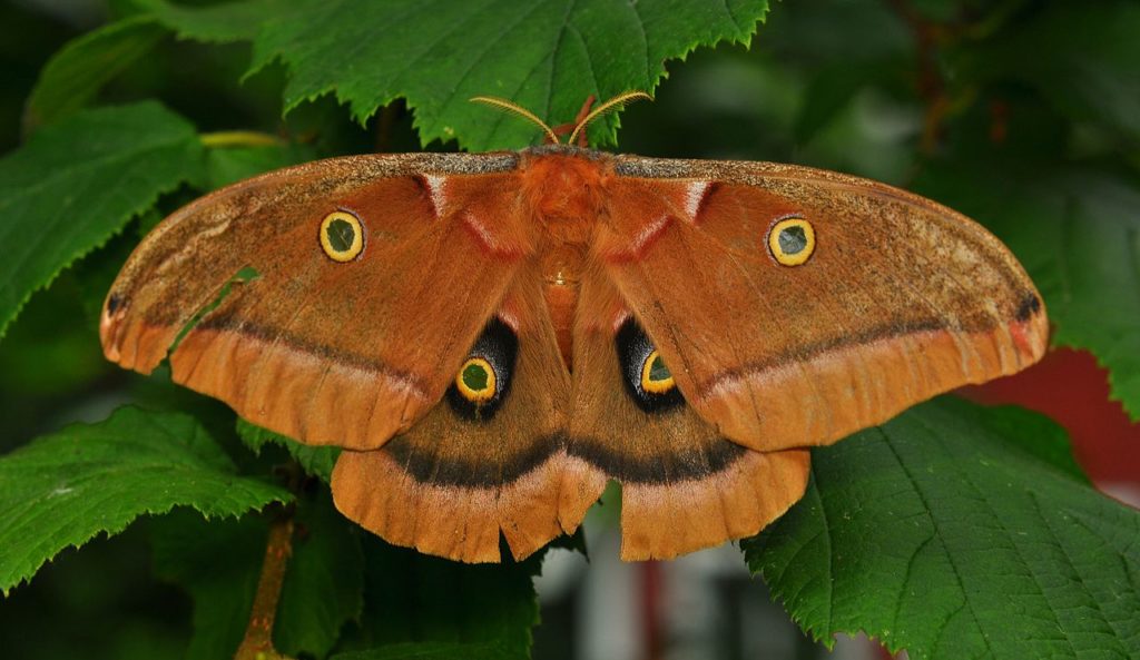 Polyphemus Moth, Antheraea polyphemus, clinging to a leaf.