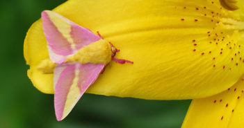 Rosy Maple Moth, Dryocampa rubicunda, sitting on a yellow flower petal.