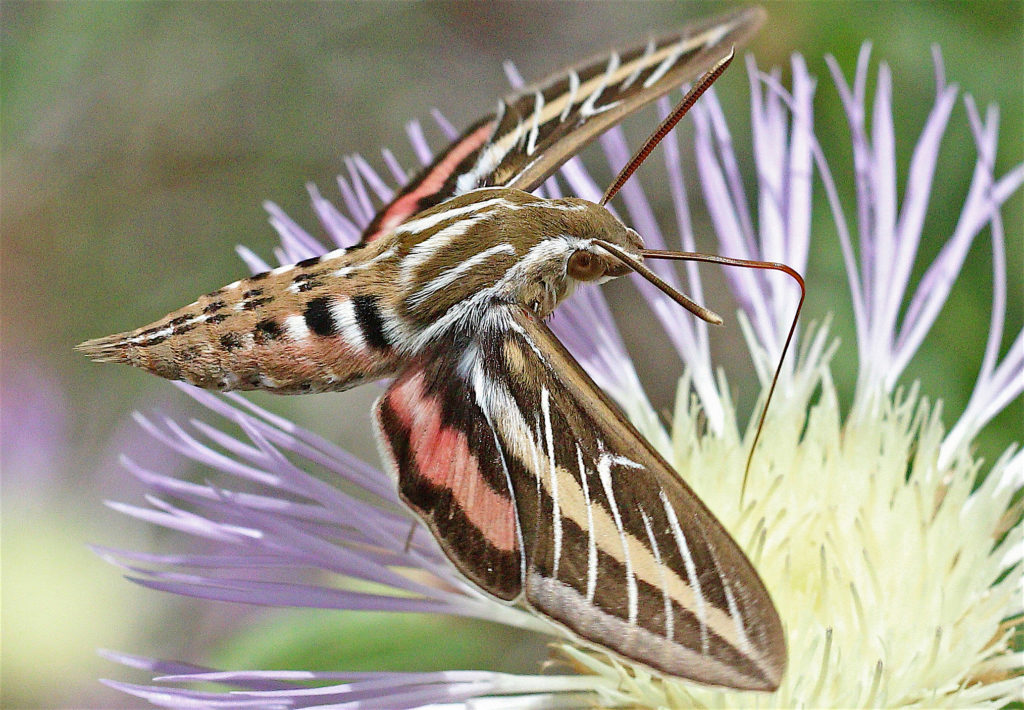 White-lined Sphinx Moth, Hyles lineata, hovering above a lavender-colored flower and sipping nectar, with its proboscis extended.