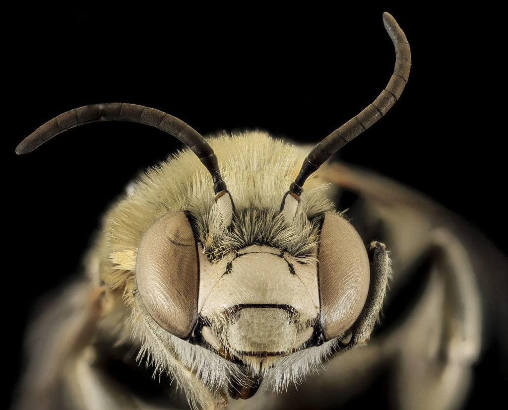 Close up of the face of a Long-horned Bee, Anthophora montana. The huge compound eyes that cover each side of her face look like headphones.