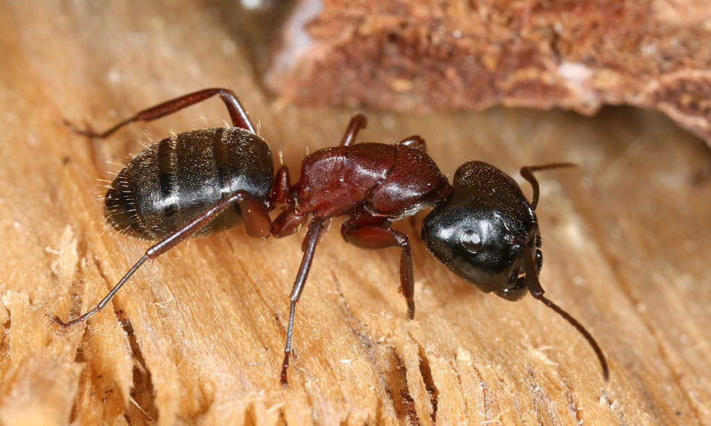 Carpenter ant sitting on a piece of wood.