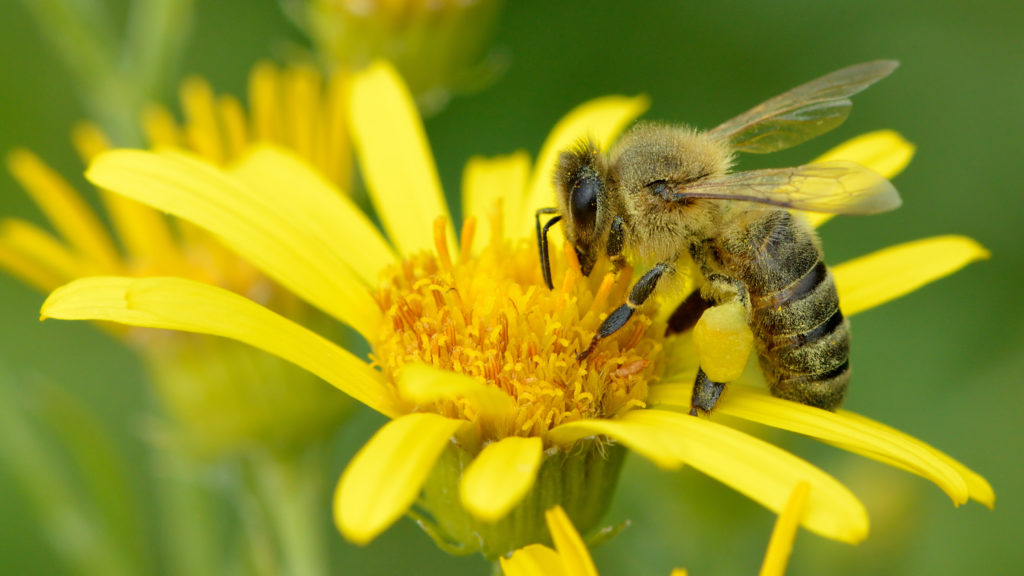 A honeybee, Apis mellifera, with pollen clinging to her body and a visible pollen basket packed with yellow-colored pollen.