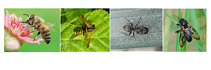 Composite of the four Hymenoptera insect-types: a sawfly, ant, bee, and wasp.