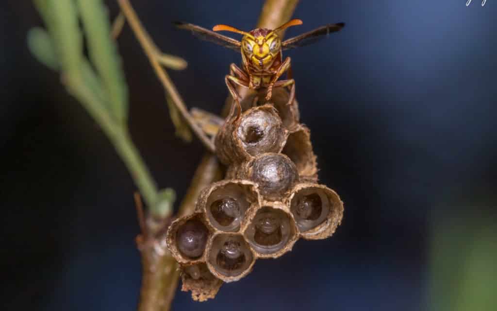 A paper wasp queen stands at the edge of her small nest. There are several cells in it containing her first offspring at various stages of development.