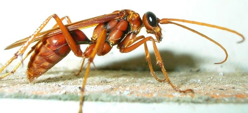 A Pompilid wasp, a species of India, side views showing its very thin waist, a distinguishing feature of all wasps.