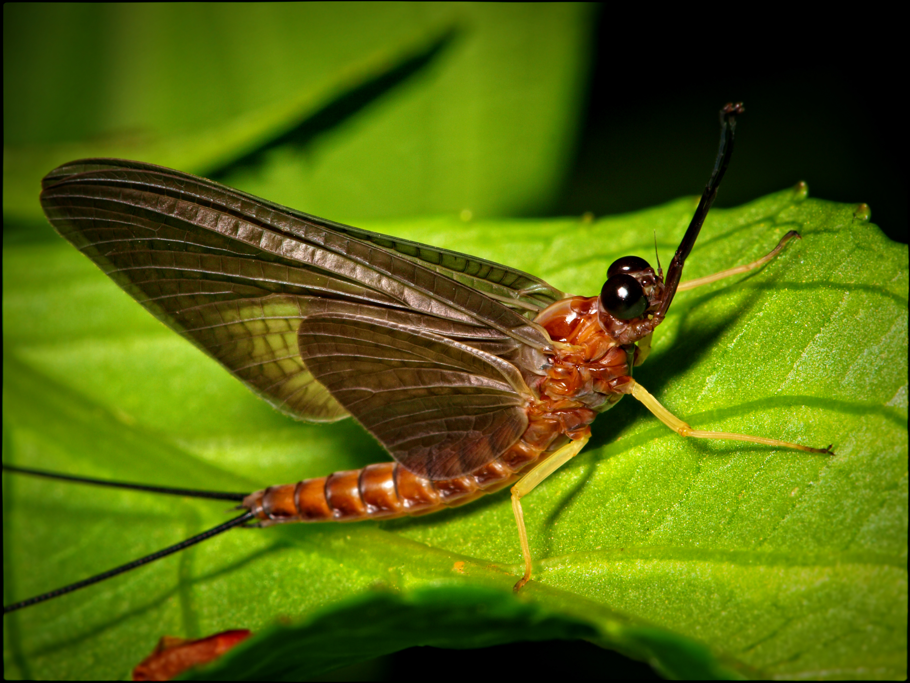 Mayfly Bite