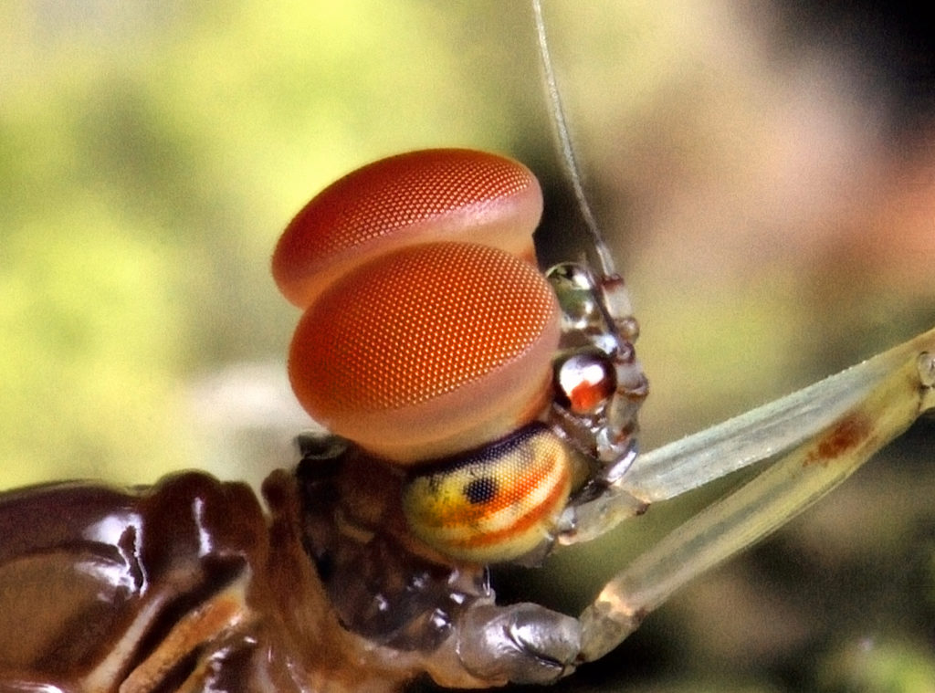 A male mayfly's eyes showing upper and lower lobes.