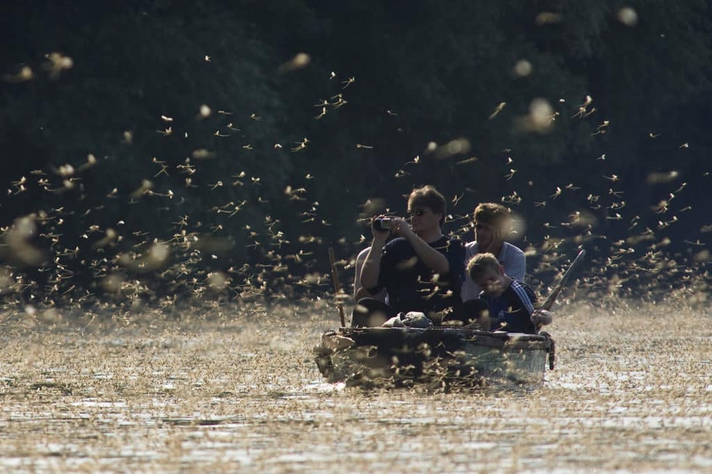 Huge swarm of mayflies surrounding a canoe with people in it. A man in the canoe is taking photos of the swarm.