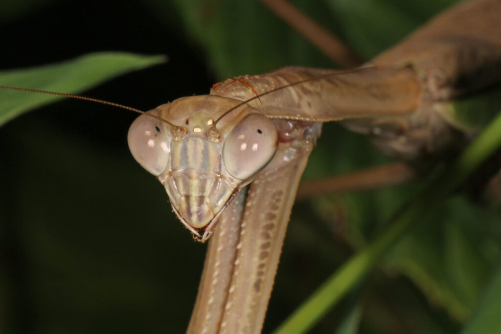 A close up of the head of a Chinese Mantis.