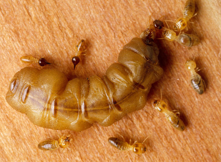 Fertile queen termite with workers and soldiers, Nasutitermes exitiosus. (photo: CSIRO; cc by 3.0)