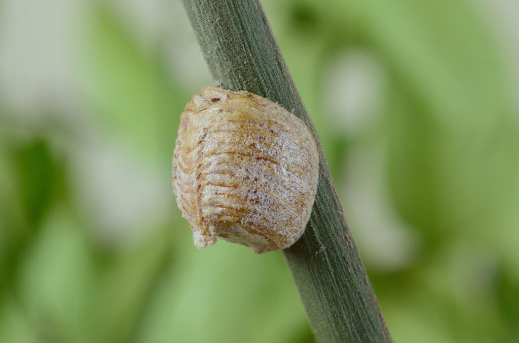 An ootheca is attached to a green plant stem.