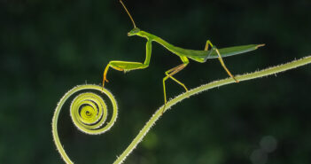 A green-colored praying mantis is standing on a curly plant stem.