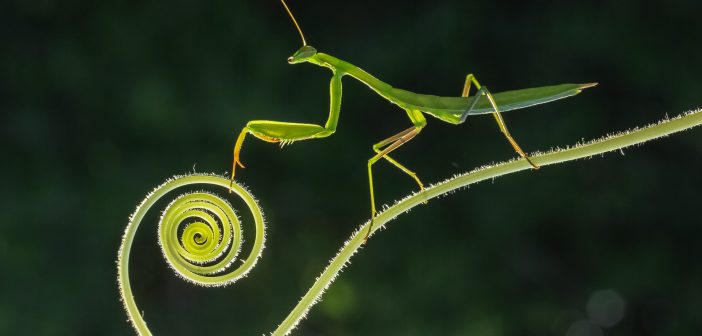 A green-colored praying mantis is standing on a curly plant stem.