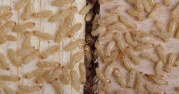 A colony of whitish termite workers on pale-colored wood.