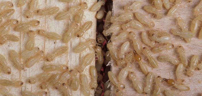 A colony of whitish termite workers on pale-colored wood.