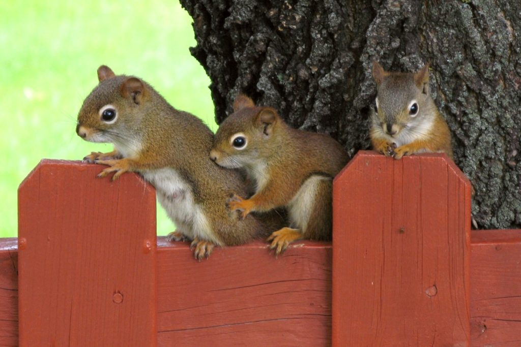 Female American Red Squirrel, called a pine squirrel, and her two babies standing side-by-side on the top of a red fence.