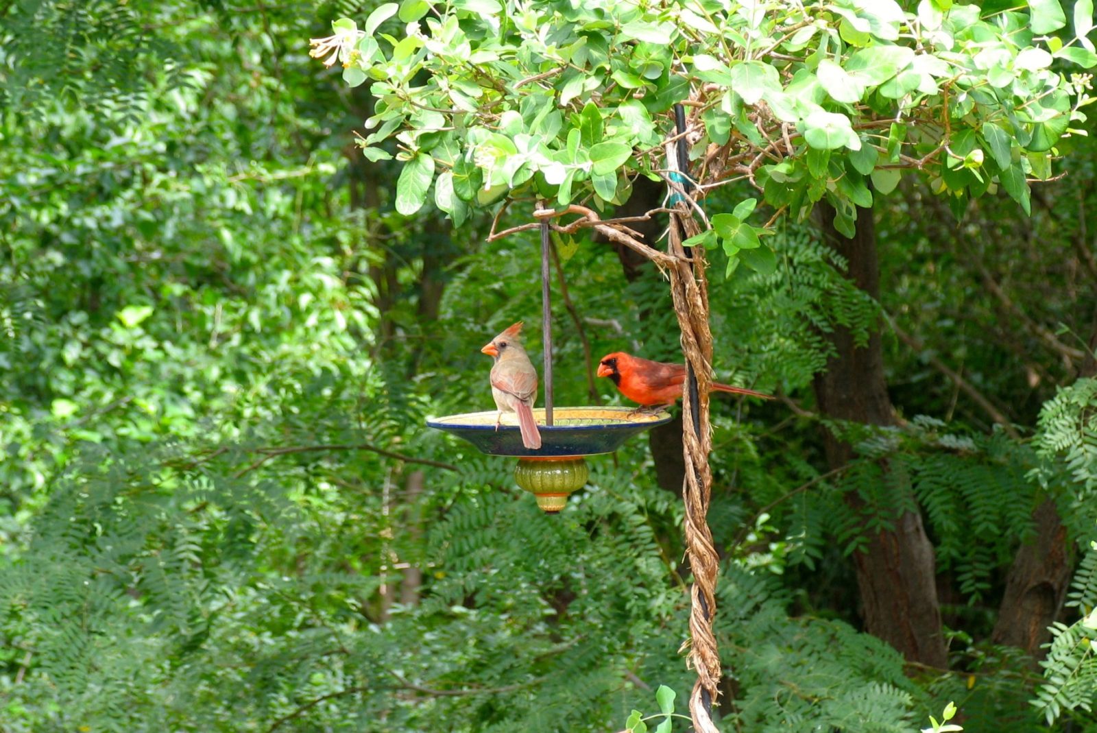 cardinal bird feeder best cardinal bird feeder best