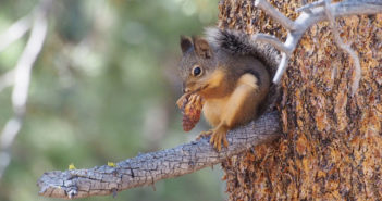 Douglas Squirrel, one of the so-called pine squirrels, sitting on the branch of a pine tree while eating seeds of a pinecone.