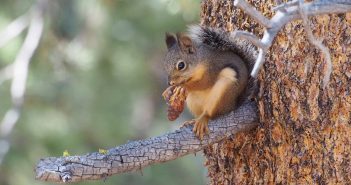 Douglas's Squirrel, one of the so-called pine squirrels, sitting on the branch of a pine tree while eating seeds of a pinecone.