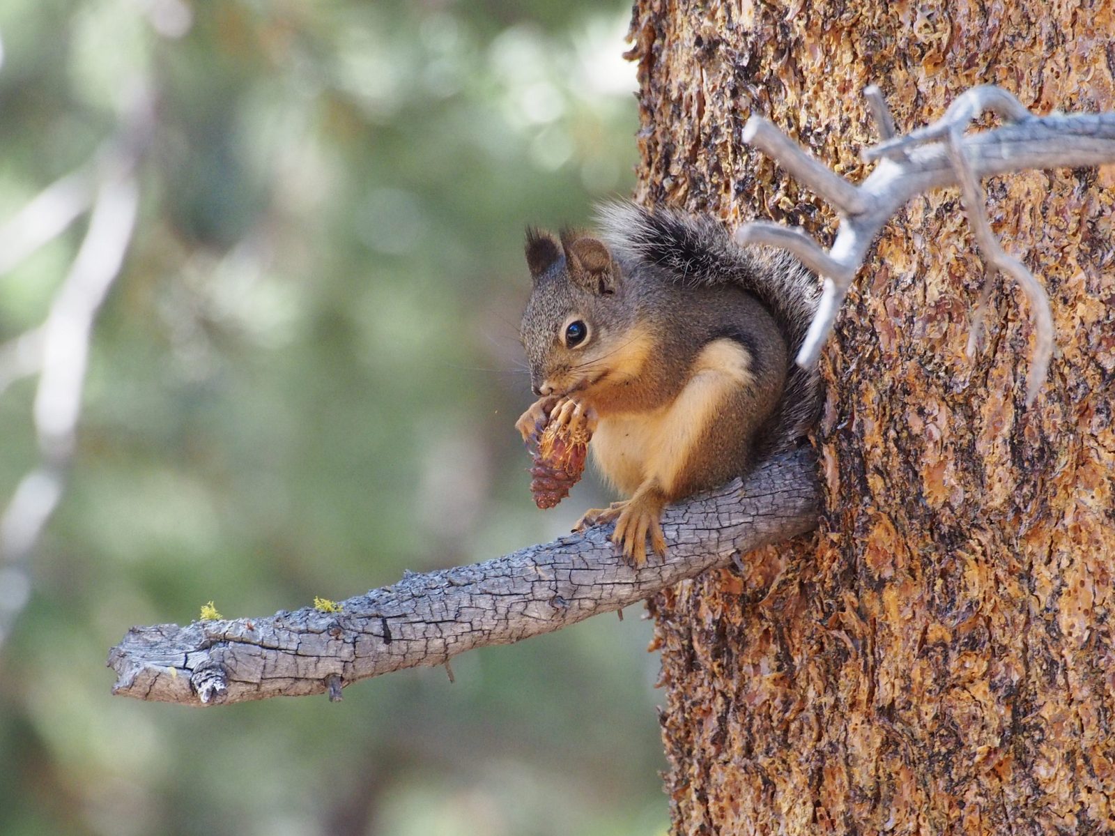 Tiny) Squirrel Avatar - Black