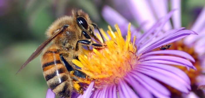 Close up of a European Honeybee, Apis mellifera, drawing nectar from the golden center of a purple-colored aster flower.