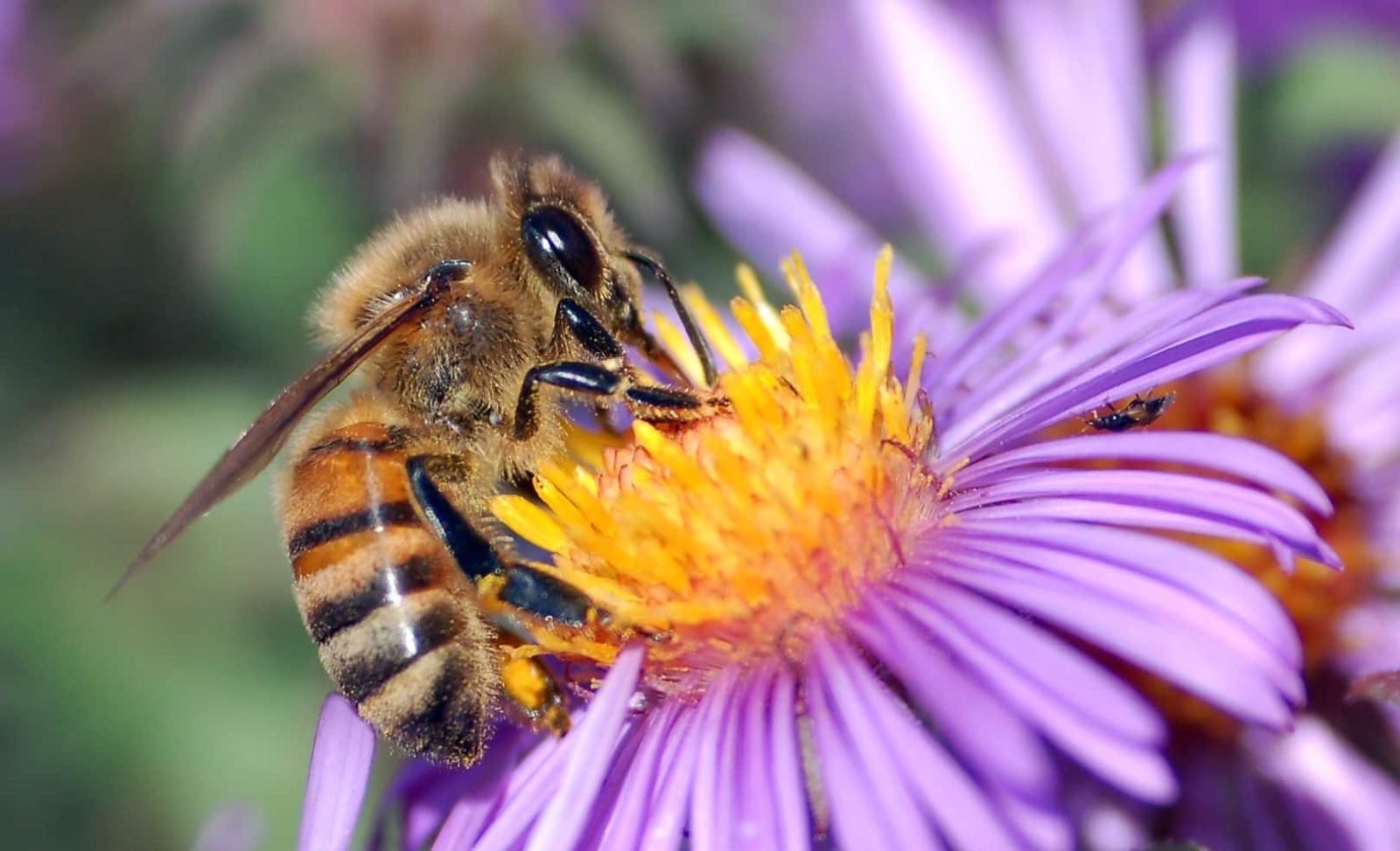 All About Honeybees Welcome Wildlife