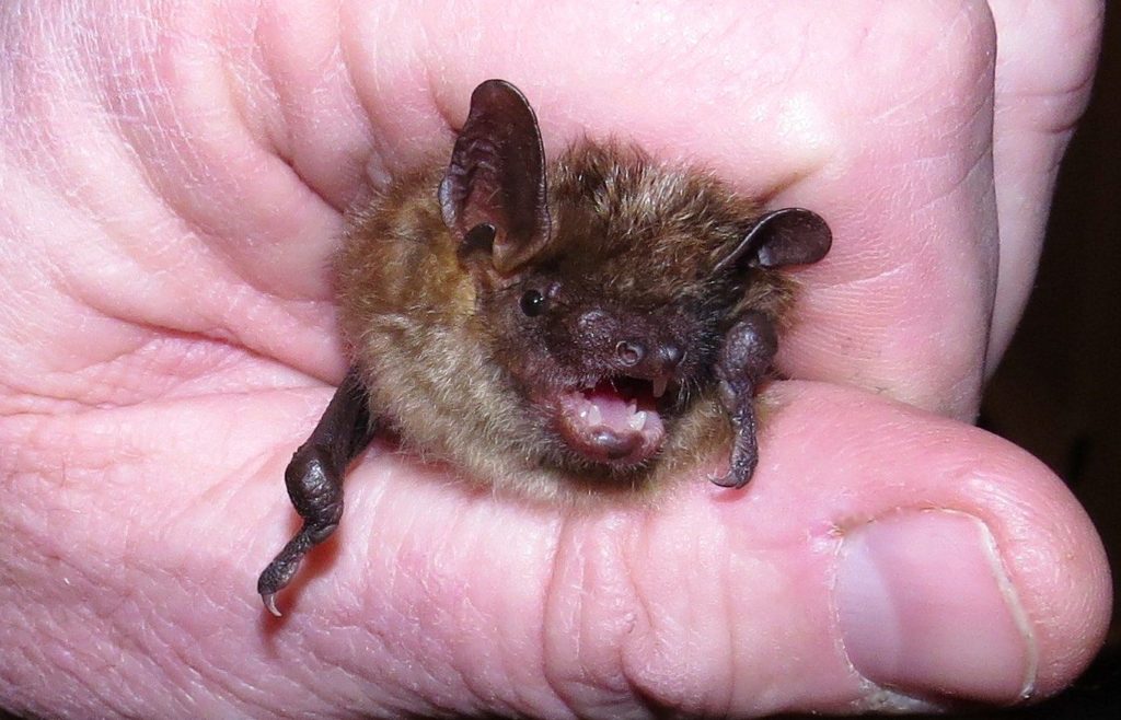 Little Brown Bat being held in a man's hand.