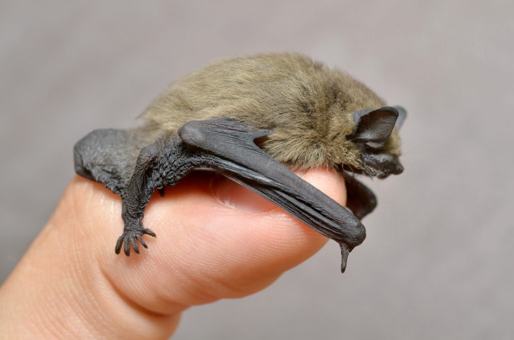 Common Pipistrelle Bat, Pipistrellus pipistrellus, lying on a man's thumb.