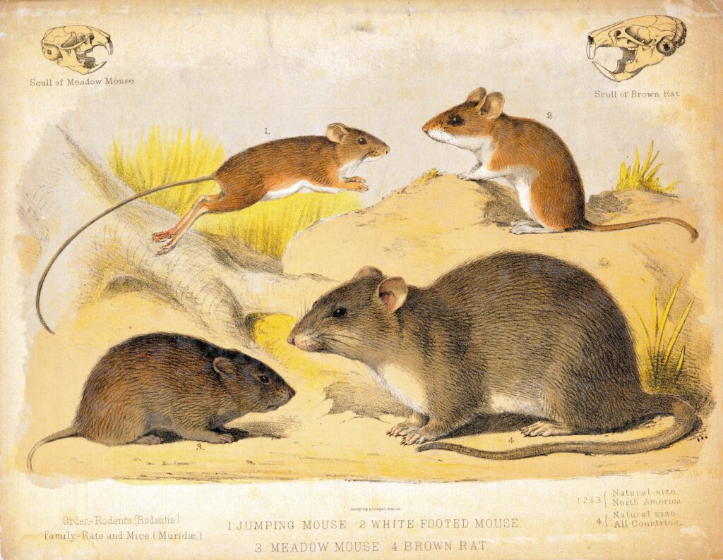 A lithograph in color of four different rodents that look similar in many respects, but there are differences in size, body shape, and other features.