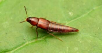 Rove beetle standing on a green leaf.