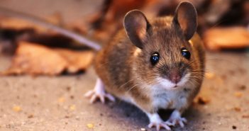 Frequent questions about mice
