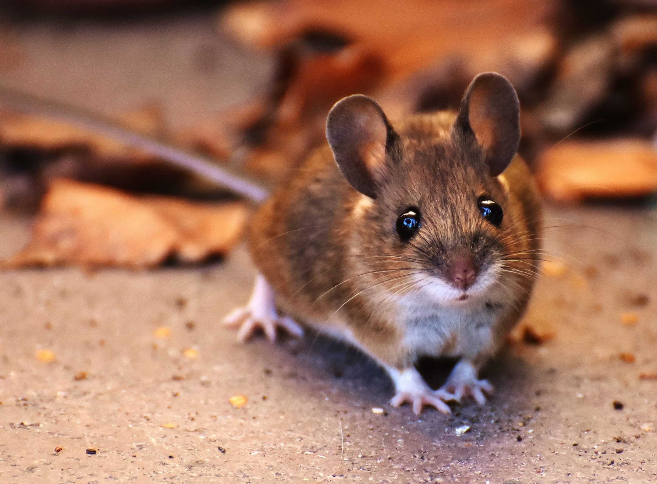 keeping wild mice as pets
