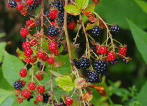Allegheny Blackberry with berries