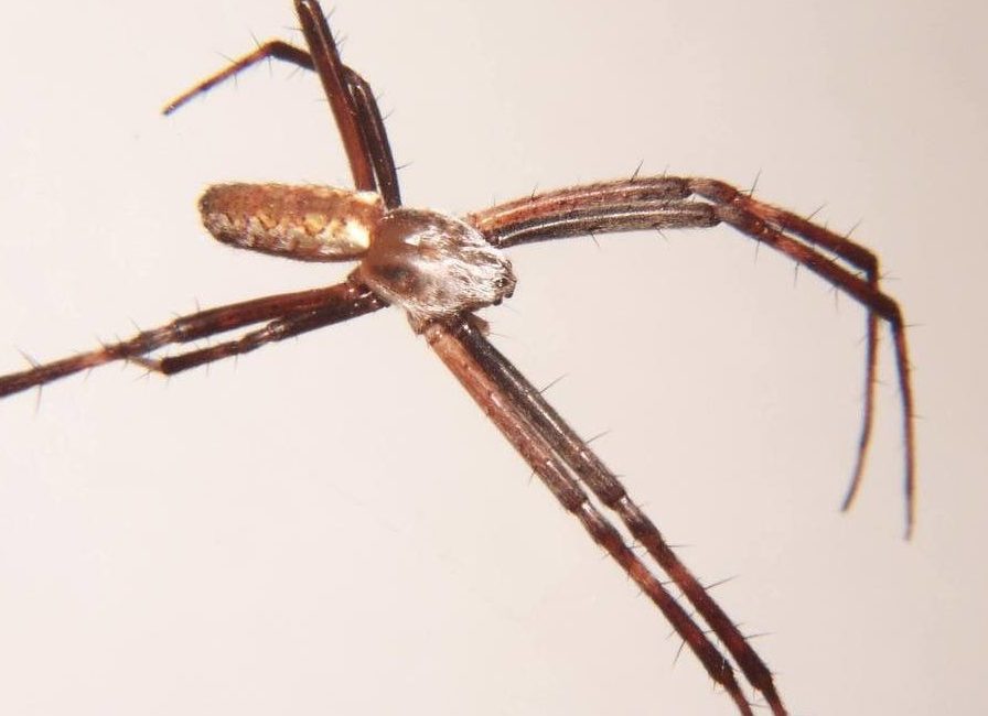 Black-and-yellow Garden Spider, Argiope aurantia, male.