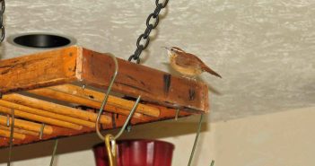 Carolina Wren standing on top of a rustic wooden pot rack in a kitchen.