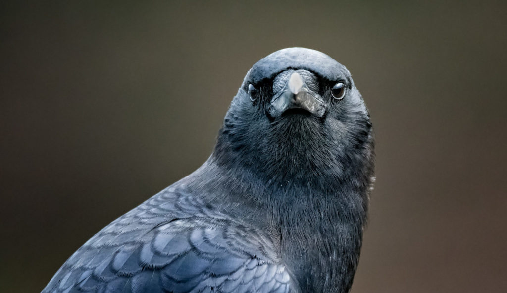 American Crow, Corvus brachyrhynchos, facing the camera.