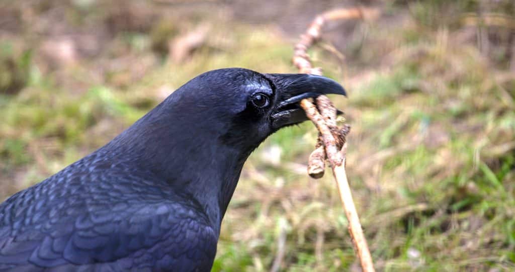 Raven bird holding a twig in its beak.