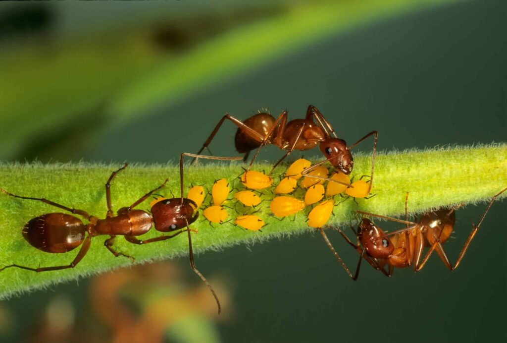 Three ants on a plant stem with a group of green aphids.
