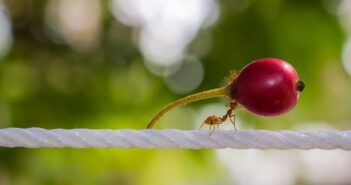 Saharan Silver Ant carrying a large berry along a white rope.