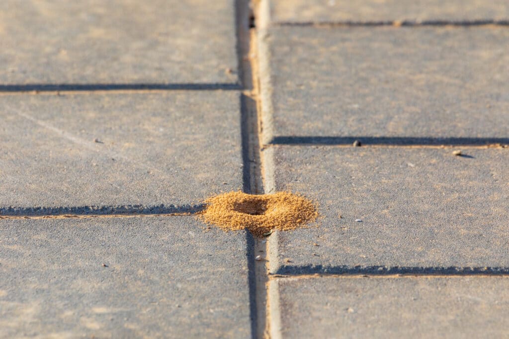 Small golden-colored anthill located between two paving stones.