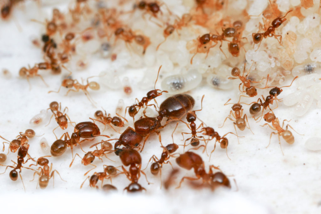 Queen, soldier and worker Big-headed ants, Pheidole californica, in their nest.